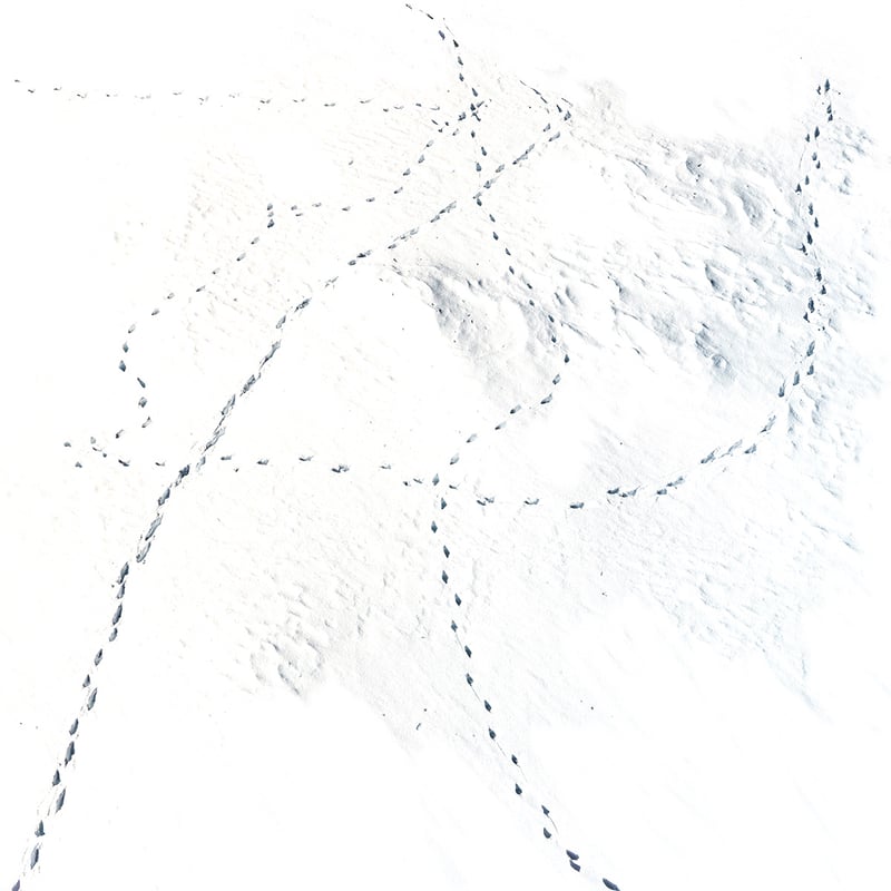 tracking tracking
