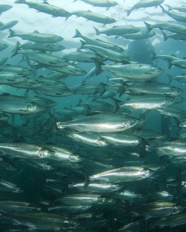 Fish_case Fish_case