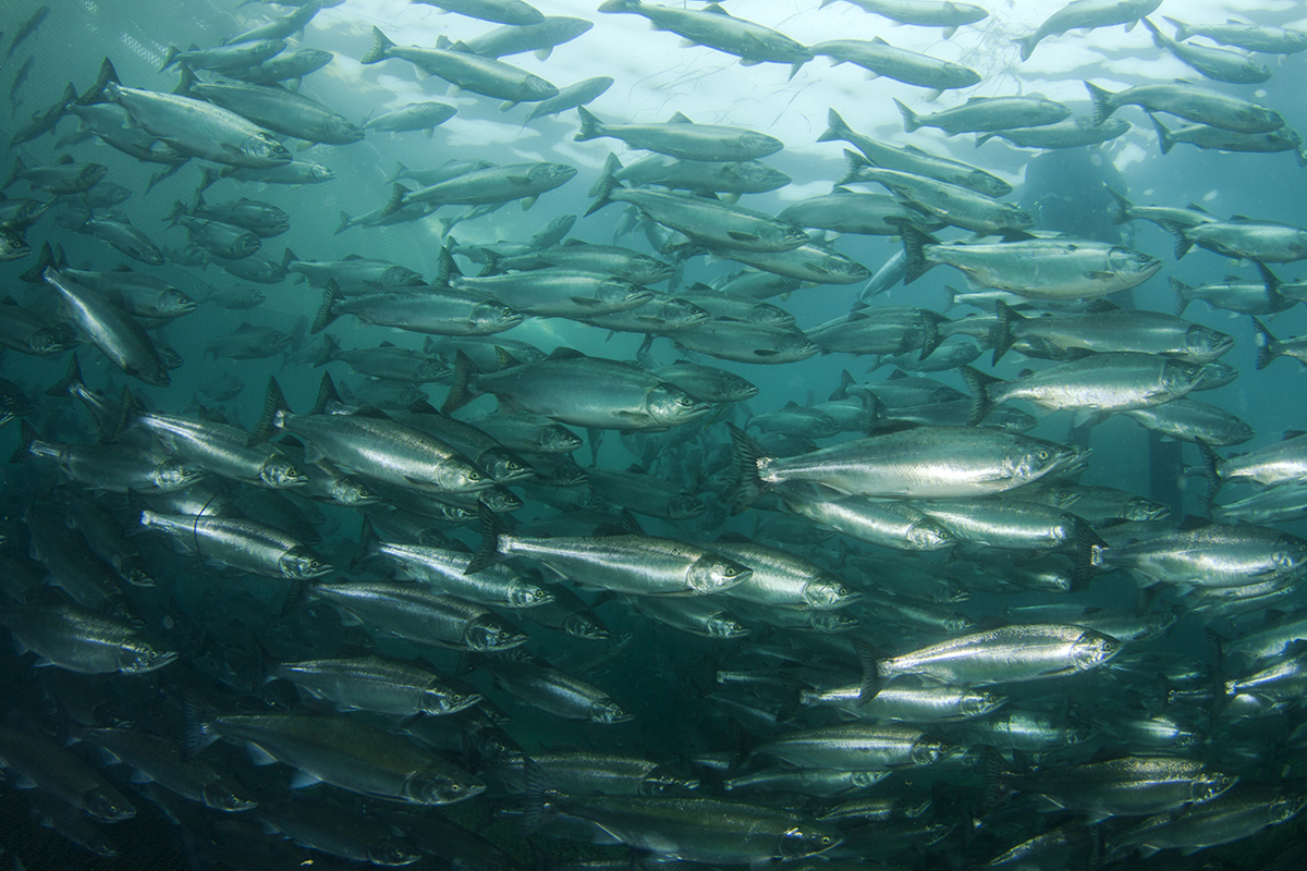 Frontpage_fish Frontpage_fish