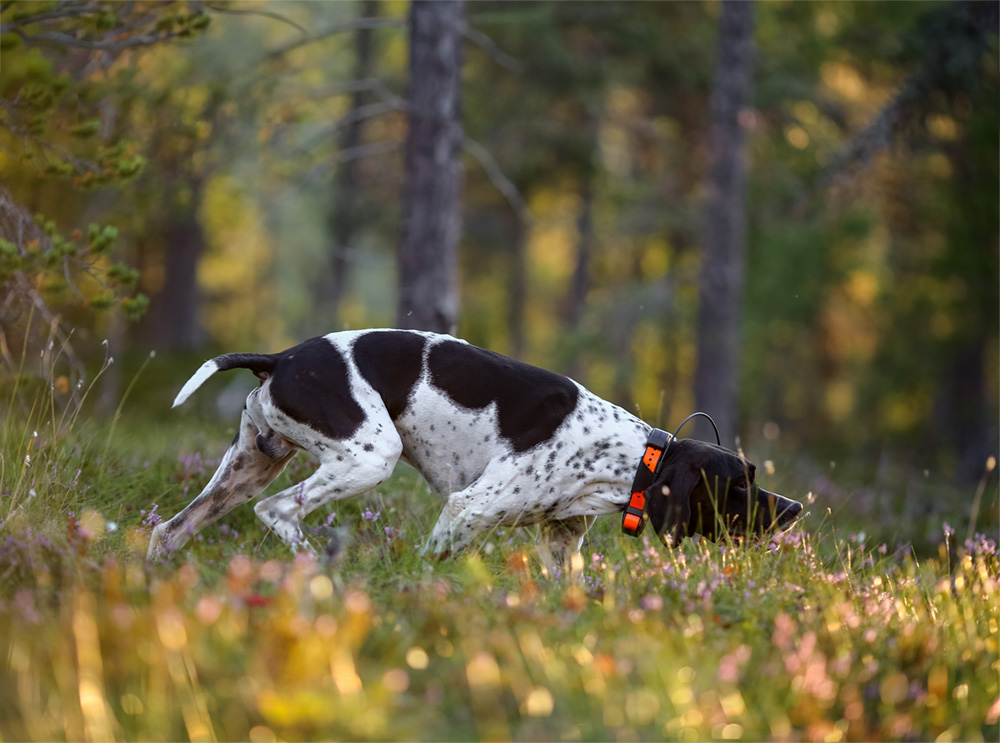sporhund2